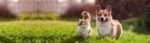 PET INSURNANCE